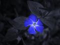 blue rose 